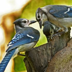 Cute Love Birds Wallpapers - Page 1 of 2 | mobile9