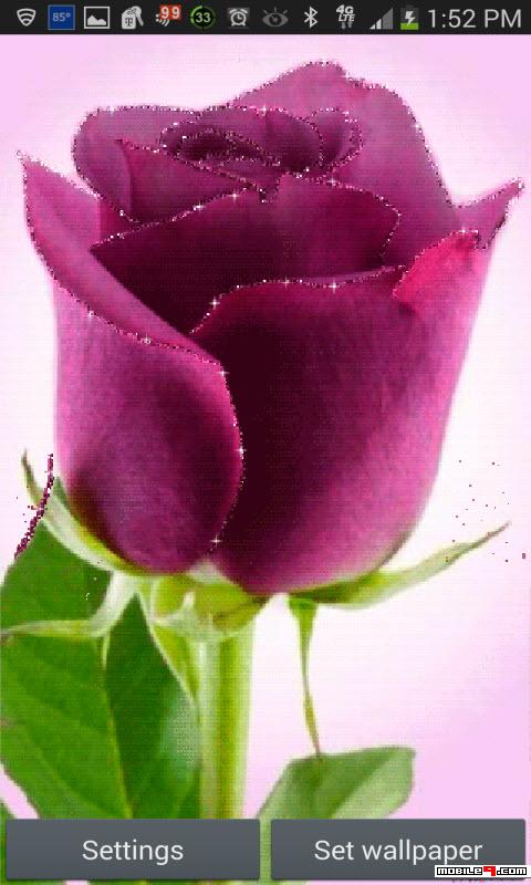 Download Pink Rose Sparkles Live Wallpaper Android Live Wallpapers -  3941423 - flowers rosy sparkles wallpaper live flower rose pink | mobile9