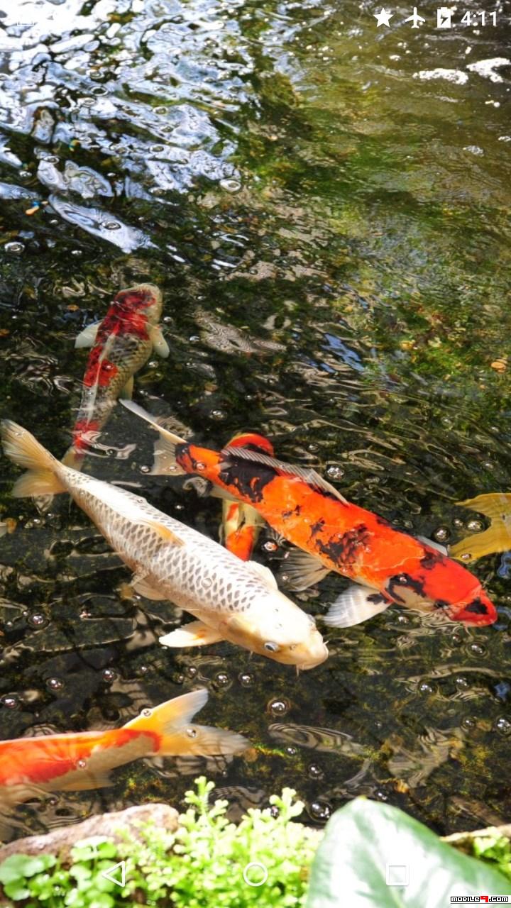 Download Koi Garden Live Wallpaper Android Live Wallpapers - 4553655