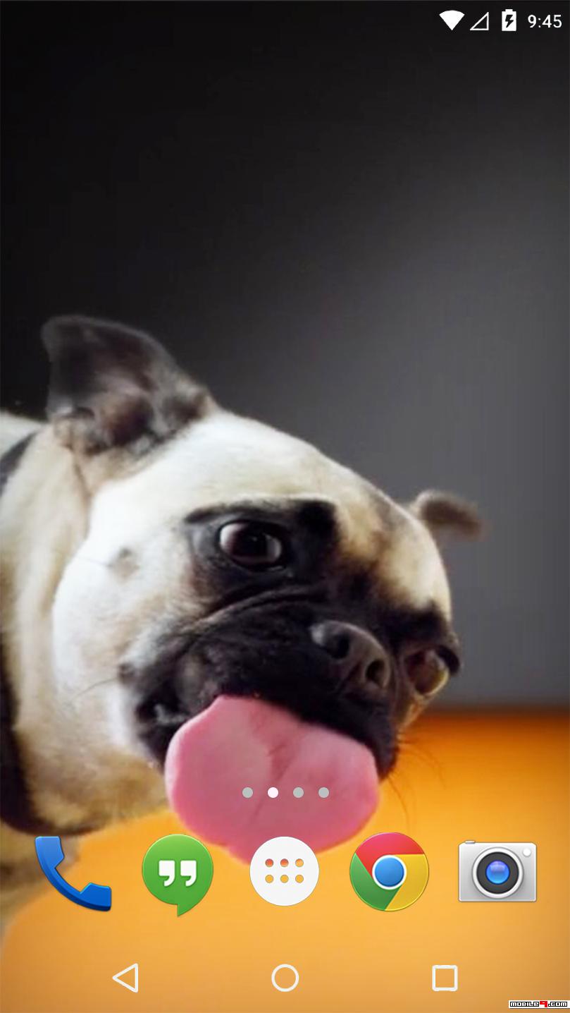 Download Dogs Lick Screen Live Wallpaper Android Live Wallpapers