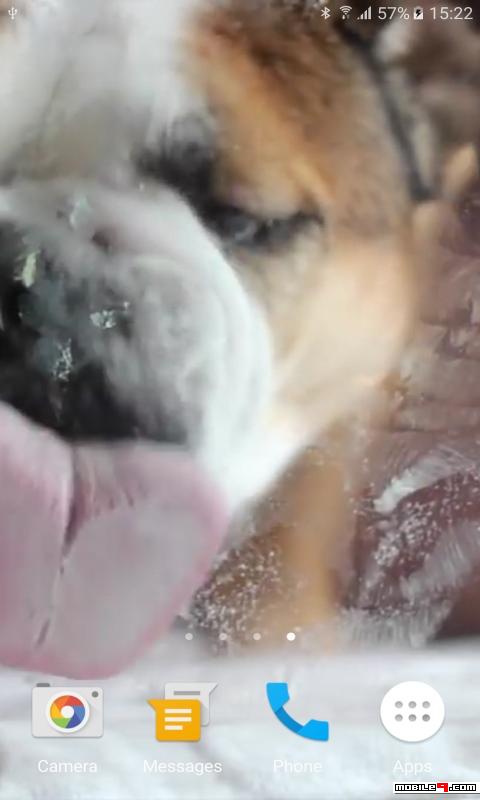 Download Dog Licks Screen Video Live Wallpaper Android Live Wallpapers