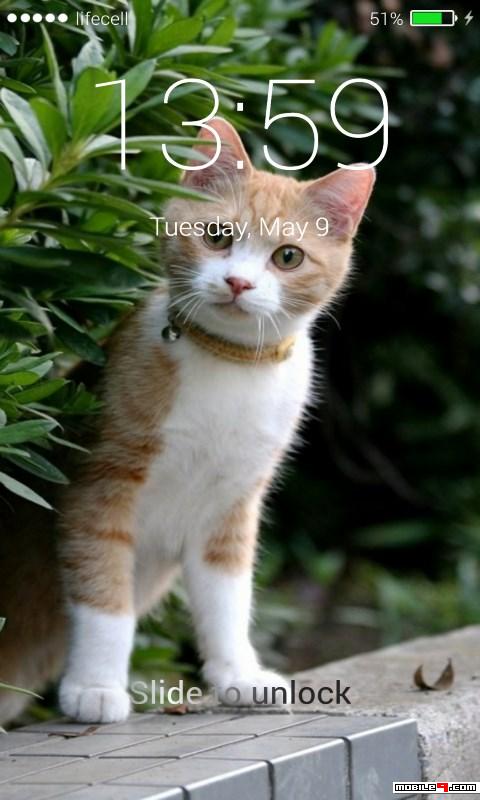 Download Cats Lock Wallpaper Android Live Wallpapers - 4751674 - Wallpaper Lock Cats | mobile9