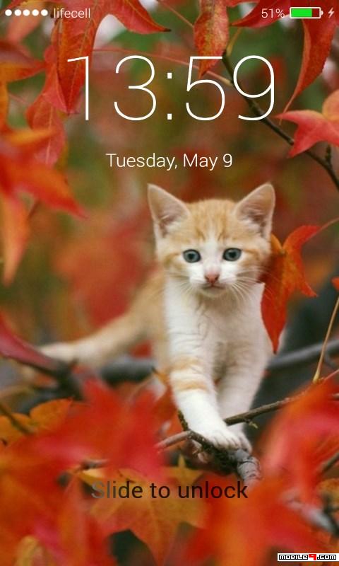 Download Cats Lock Wallpaper Android Live Wallpapers - 4751674 - Wallpaper Lock Cats | mobile9